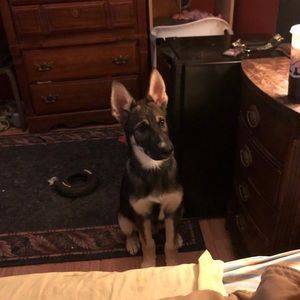 Meet your Posher, Morgan